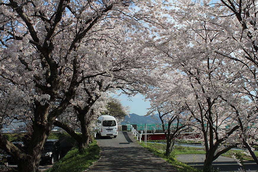 お花見